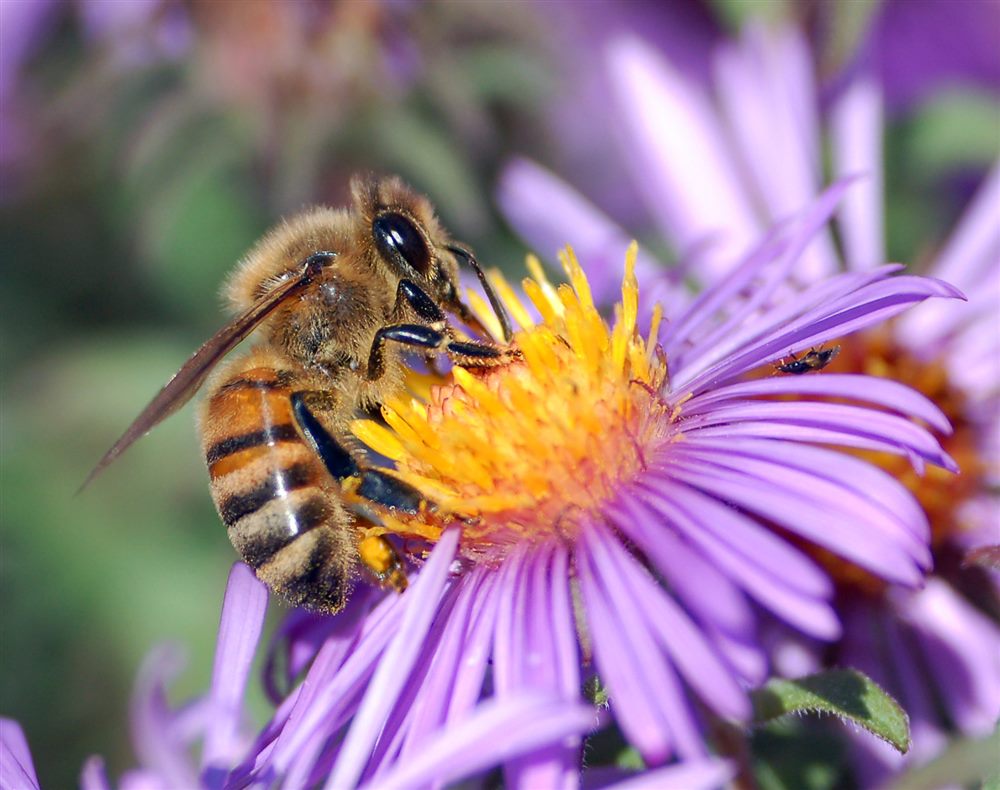 Western honey bee (wild colonies) (Apis mellifera)