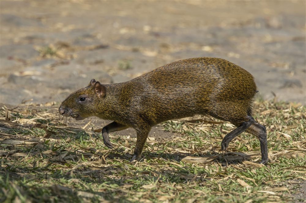 Agouti ponctué (Dasyprocta punctata)