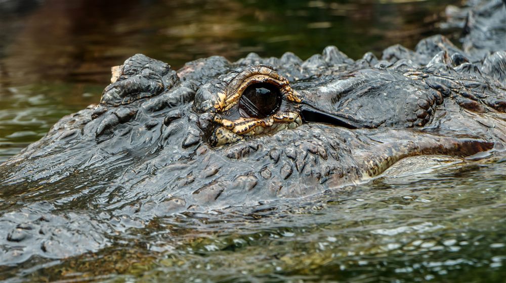 American alligator (Alligator mississippiensis)