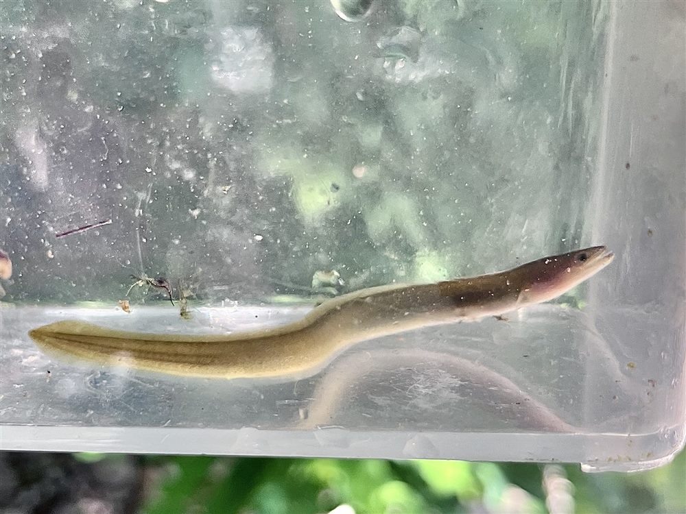 European Eel (Anguilla anguilla)
