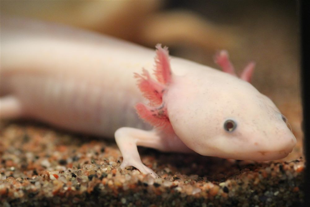 Axolotl (Ambystoma mexicanum)