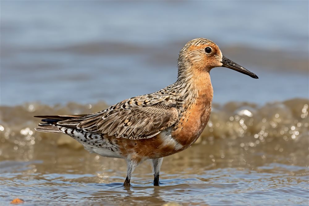 Bécasseau maubèche (Calidris canutus)