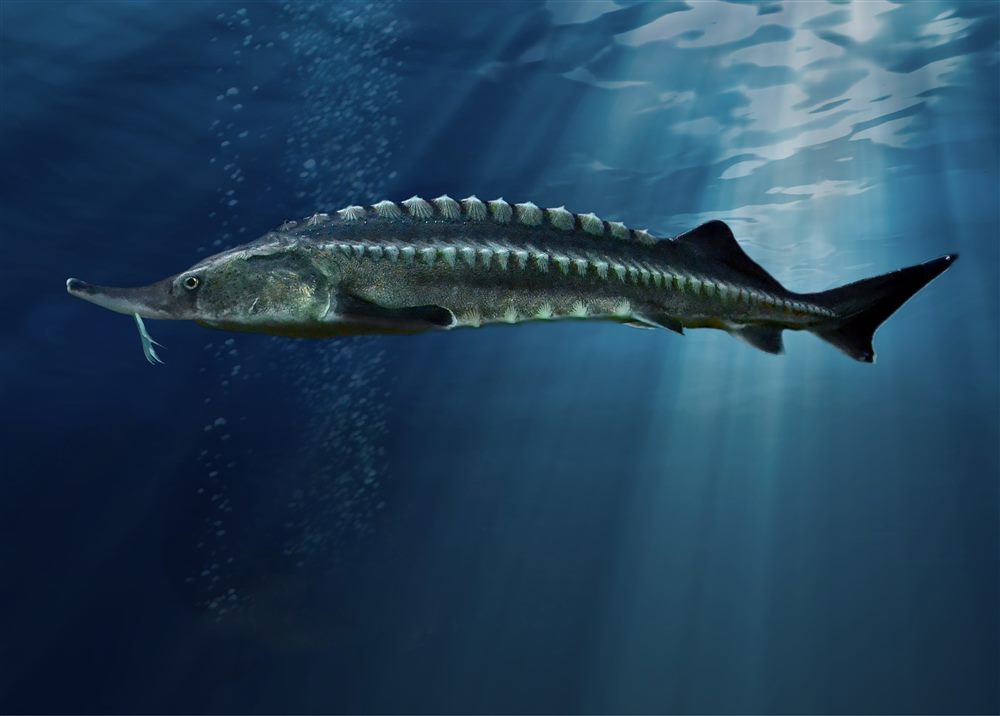 Beluga Sturgeon (Huso huso)