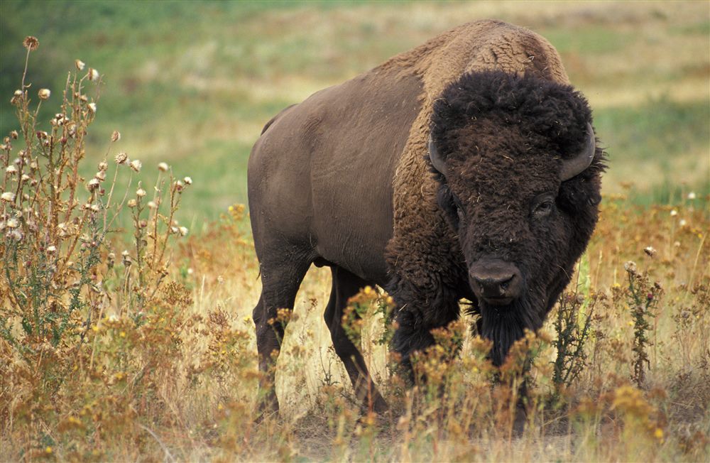 Bison d'Amérique (Bison bison)