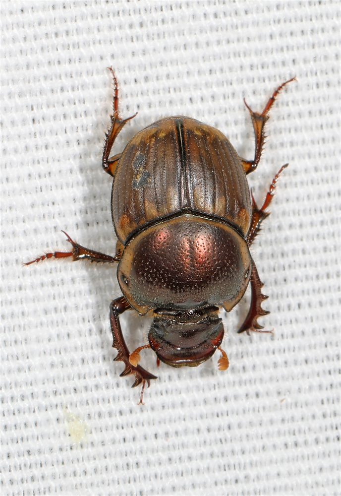 Bousier (Digitonthophagus gazella)