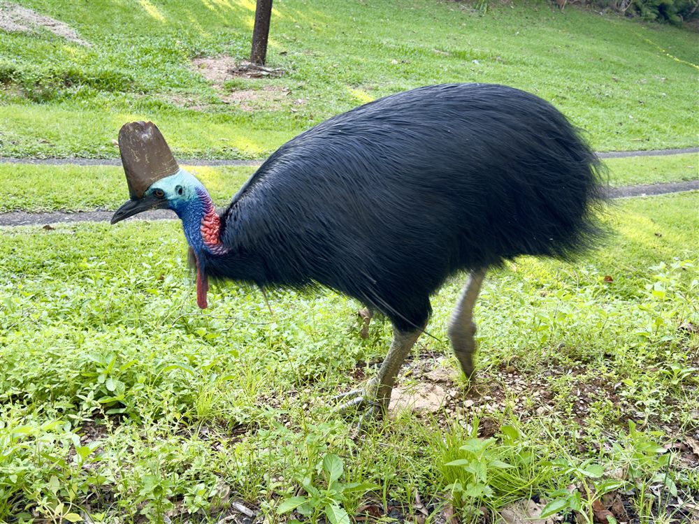 Southern Cassowary (Casuarius casuarius)