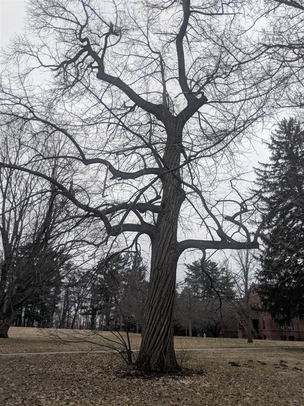 American Chestnut (Castanea dentata)