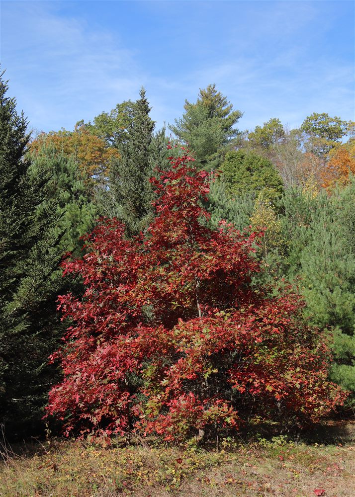 Chêne rouge (Quercus rubra)