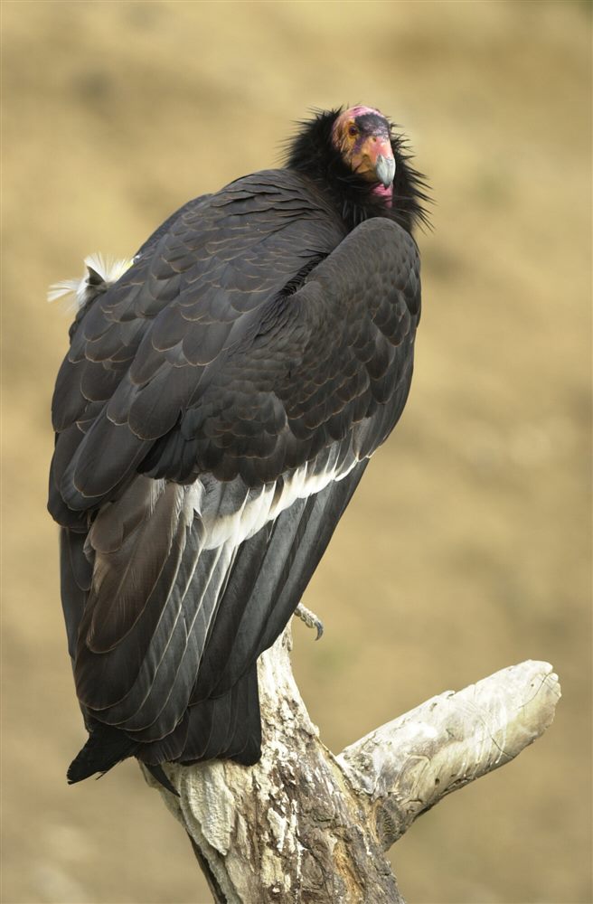 Condor de Californie (Gymnogyps californianus)