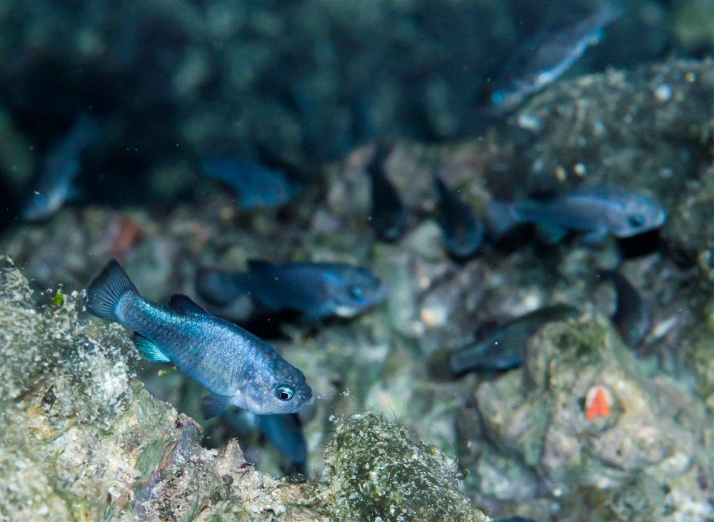 Devils Hole Pupfish (Cyprinodon diabolis)
