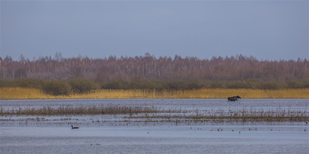 Moose (Alces alces)