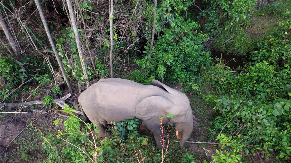Éléphant de forêt d'Afrique (Loxodonta cyclotis)