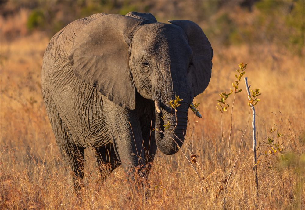 African savanna elephant (Loxodonta africana)
