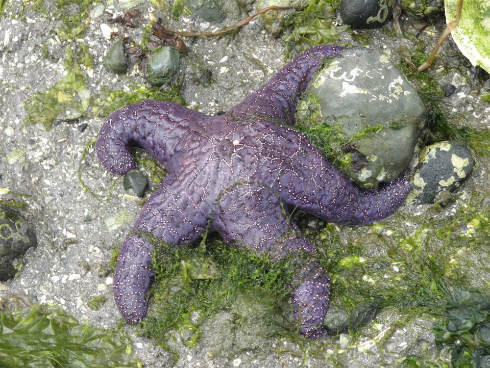 Étoile de mer ocre (Pisaster ochraceus)