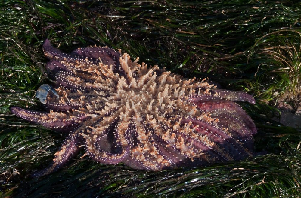 Sunflower sea star (Pycnopodia helianthoides)