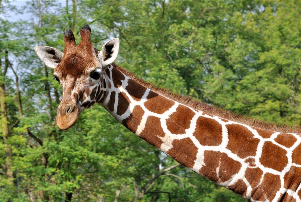 Girafe du Nord (Giraffa camelopardalis)