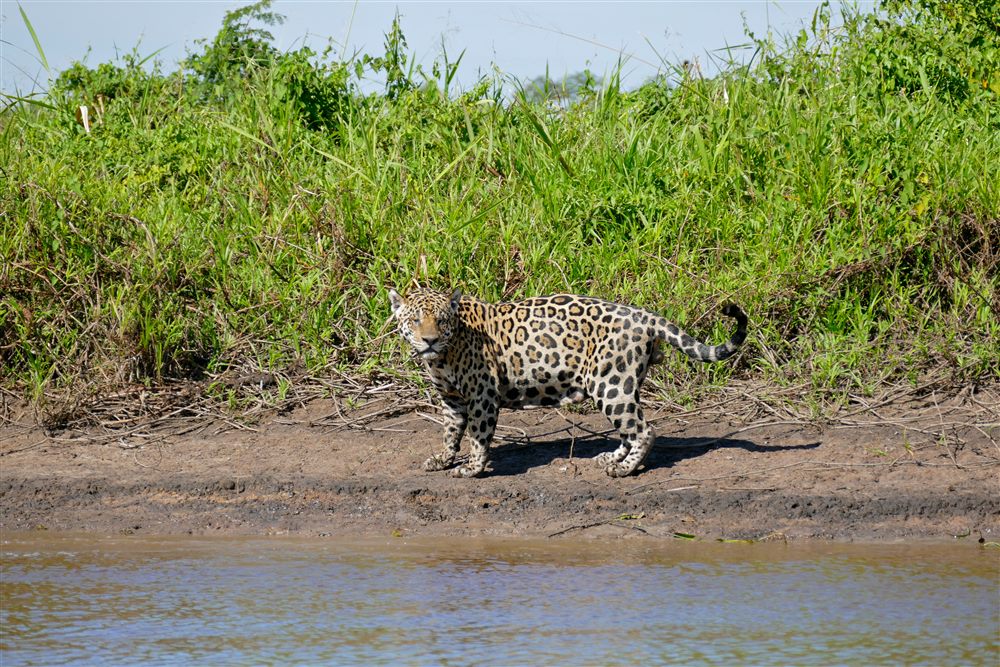 Jaguar (Panthera onca)