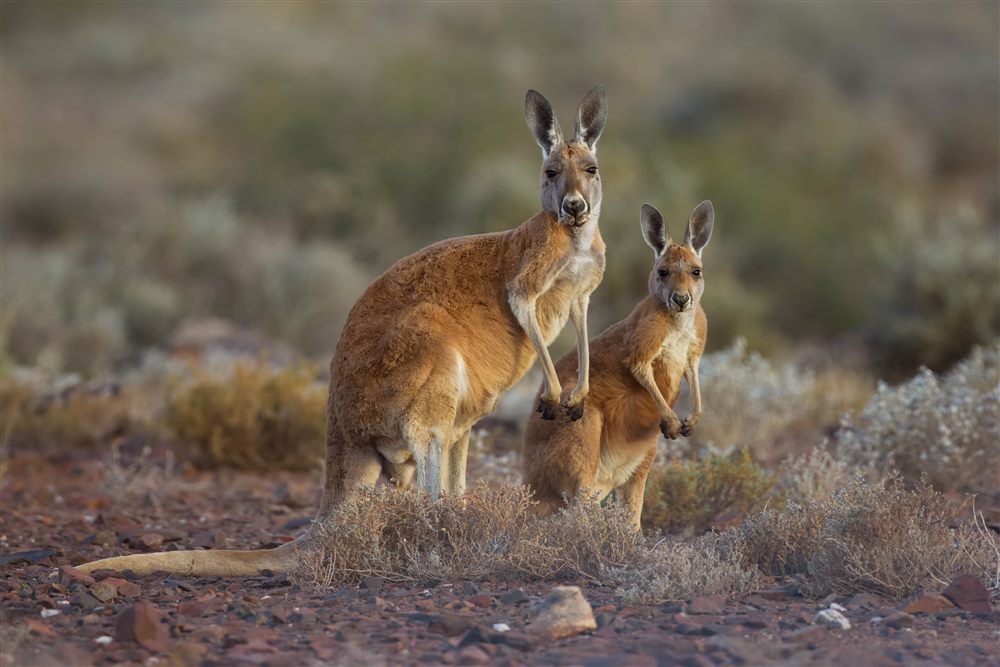 Red kangaroo (Osphranter rufus)