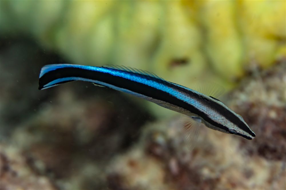 Bluestreak Cleaner Wrasse (Labroides dimidiatus)