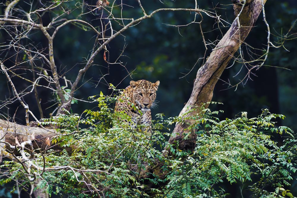 Leopard (Panthera pardus)