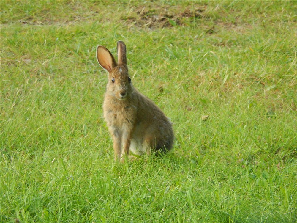 Snowshoe Hare (Lepus americanus)