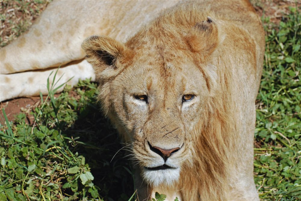 African Lion (Panthera leo)