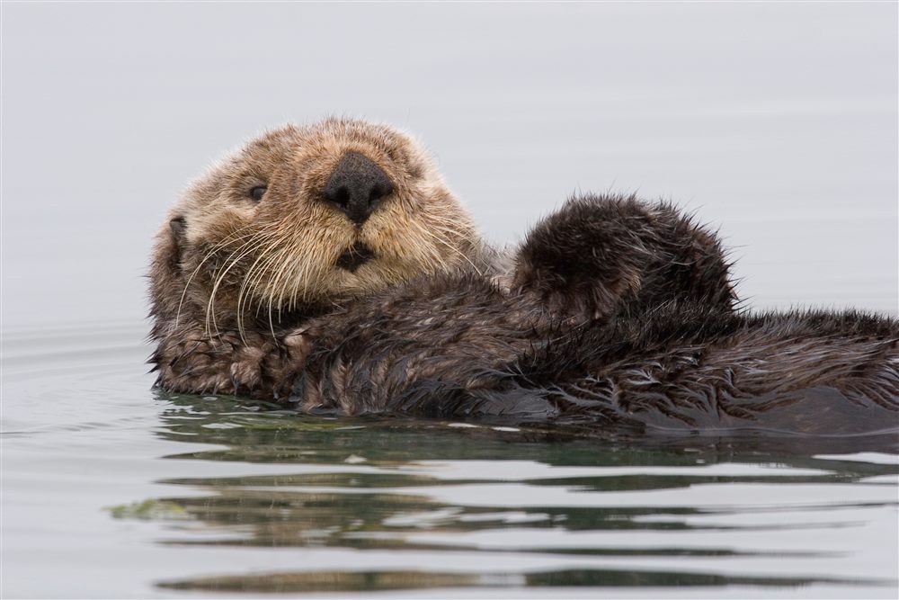 Sea Otter (Enhydra lutris)