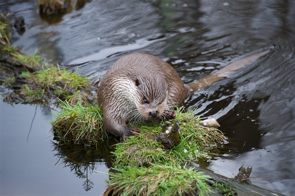Eurasian Otter (Lutra lutra)