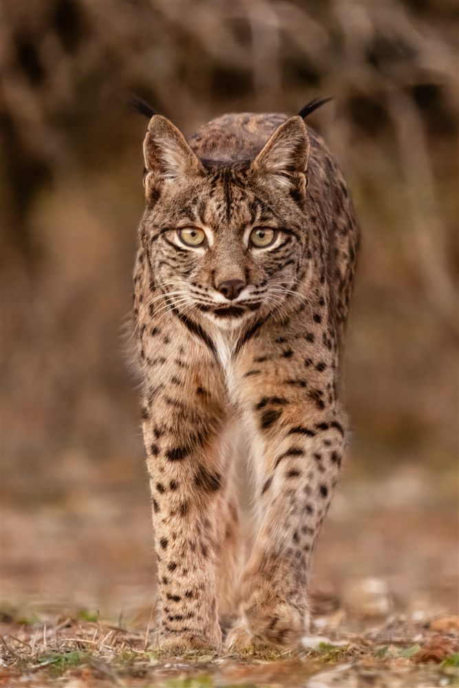 Lynx ibérique (Lynx pardinus)