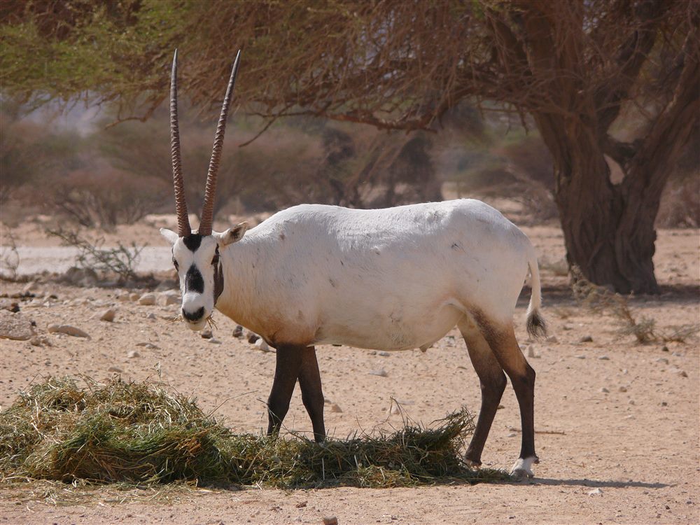 Arabian Oryx (Oryx leucoryx)