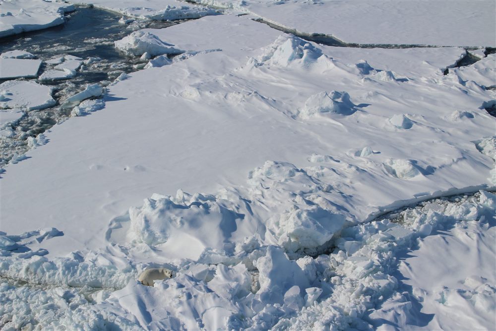 Polar bear (Ursus maritimus)