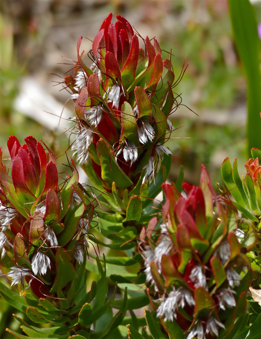 Pagode commune (Mimetes cucullatus)