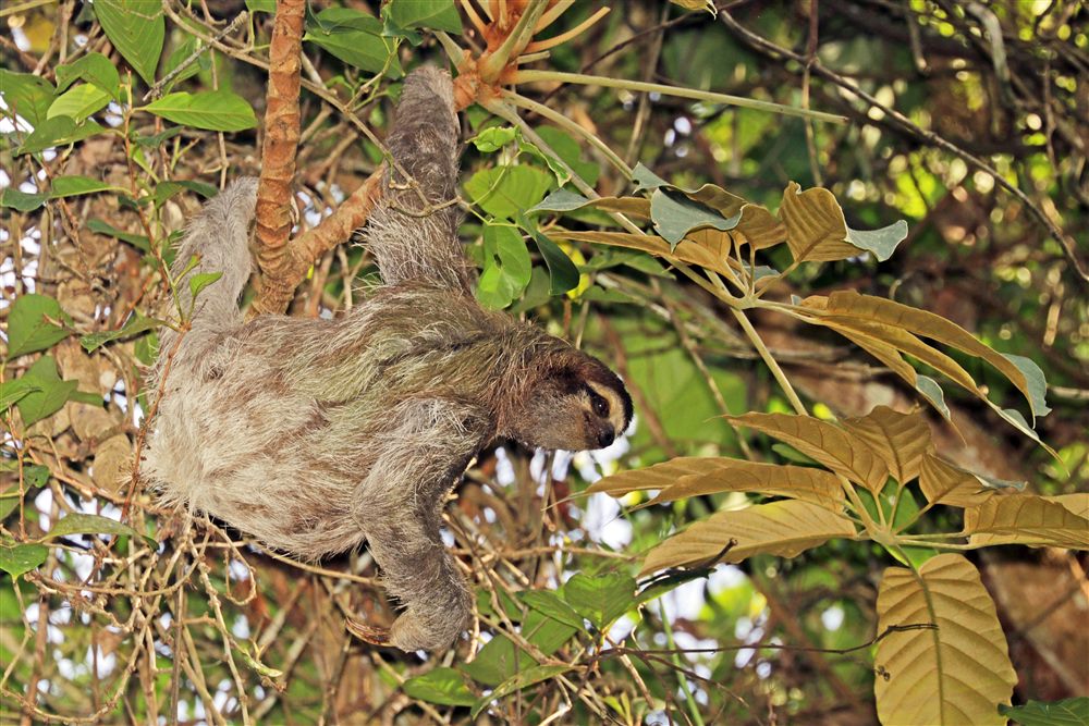 Paresseux à gorge brune (Bradypus variegatus)