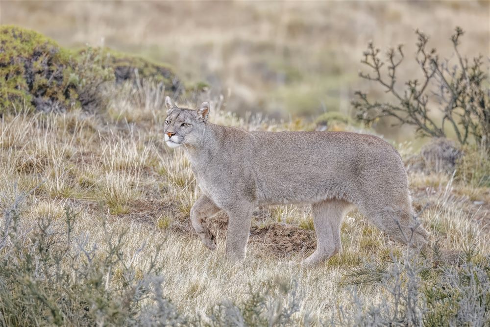 Puma (Puma concolor)