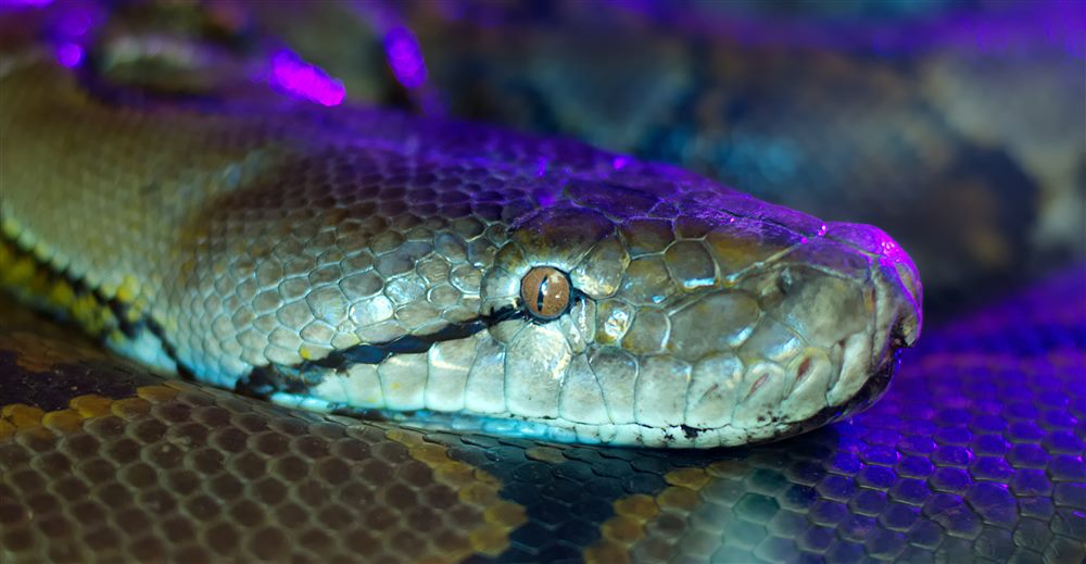 Burmese Python (Python bivittatus)