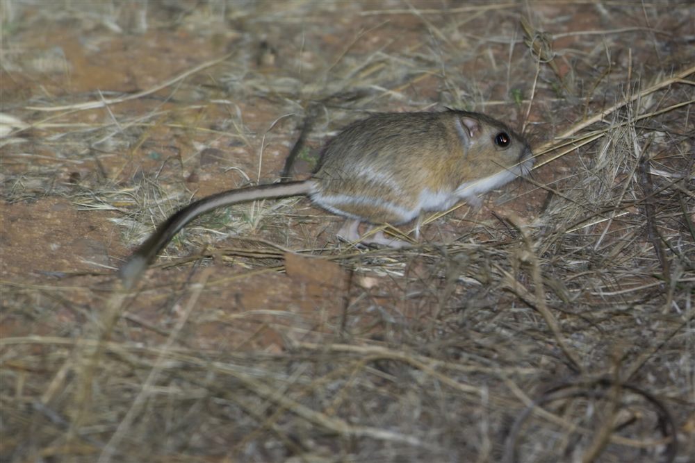 Banner-tailed kangaroo rat (Dipodomys spectabilis)