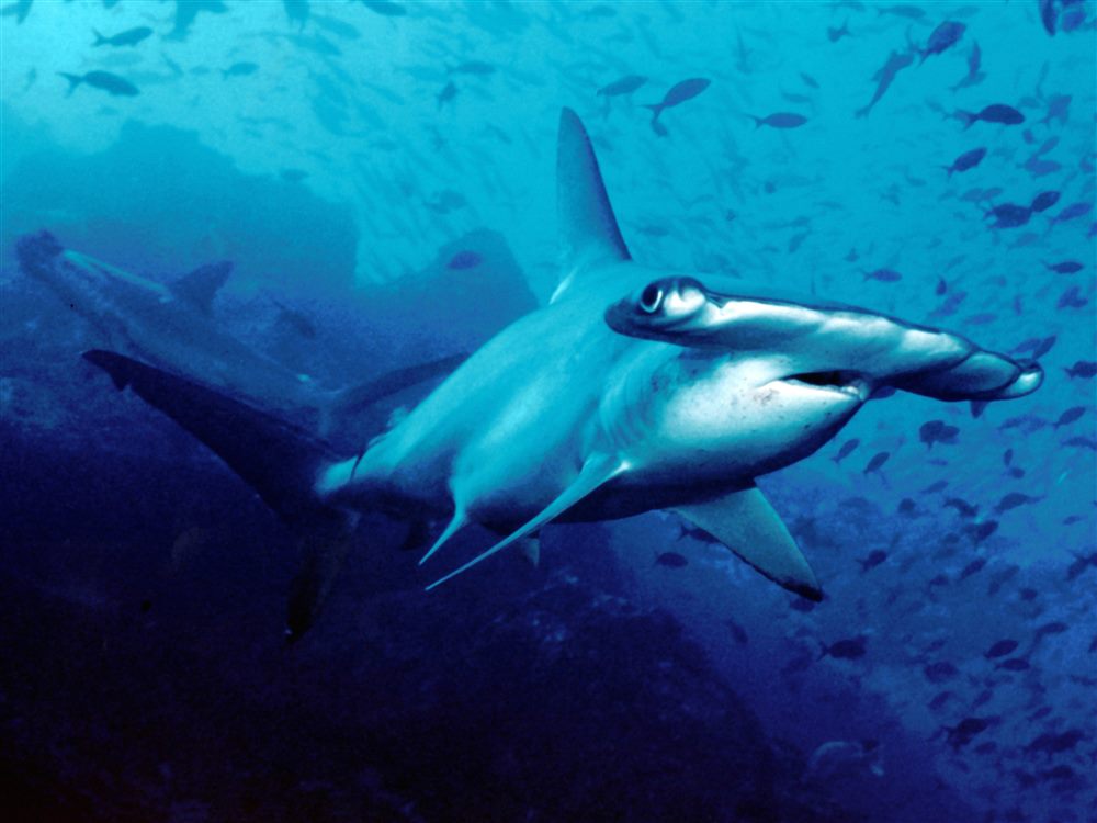 Scalloped Hammerhead Shark (Sphyrna lewini)
