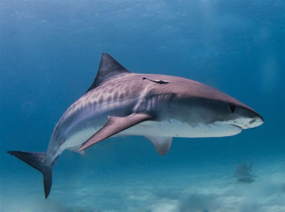 Tiger Shark (Galeocerdo cuvier)