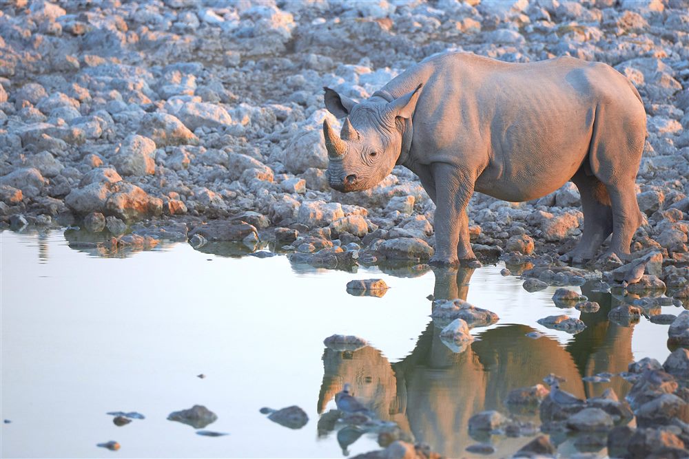 Rhinocéros noir (Diceros bicornis)