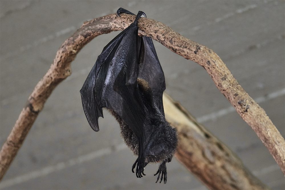 Rodrigues flying fox (Pteropus rodricensis)