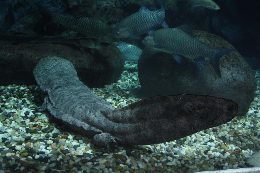 Chinese Giant Salamander (Andrias davidianus)