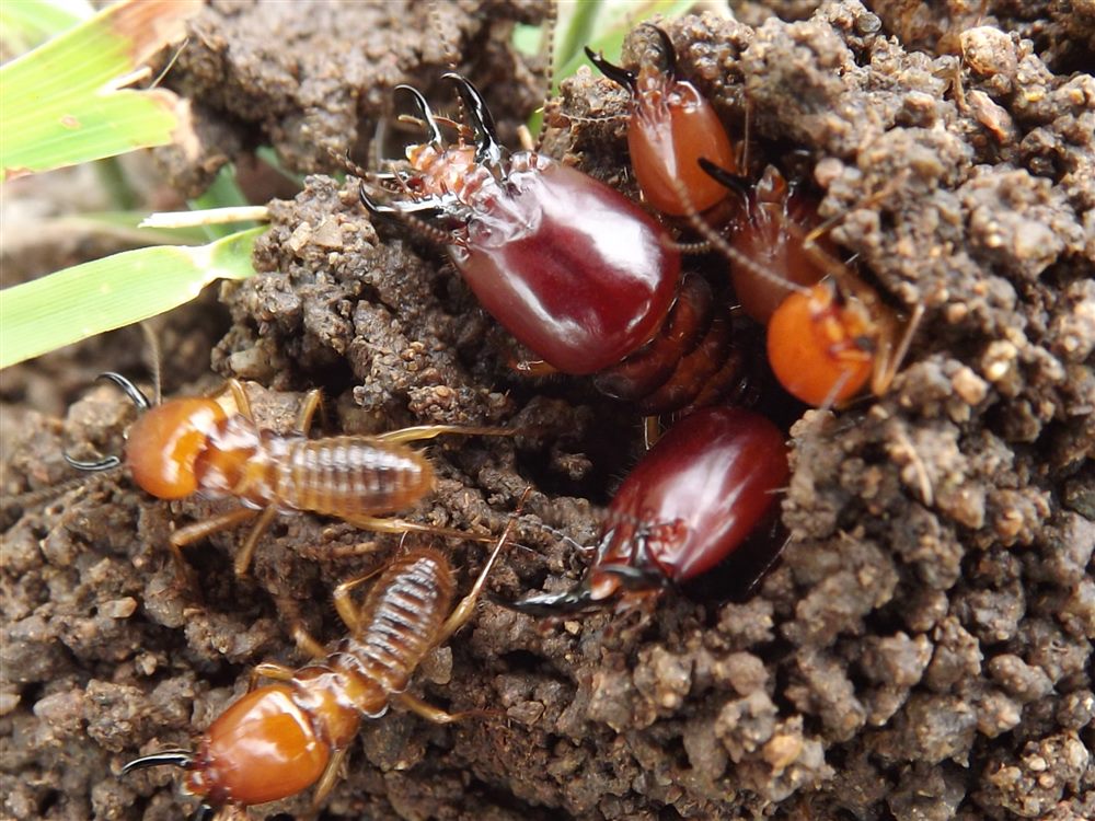 Termite champignonniste africain (Macrotermes michaelseni)