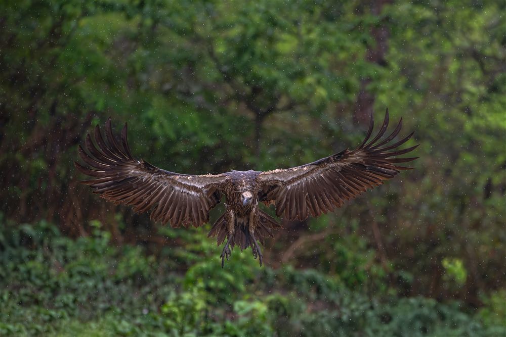 White-rumped Vulture (Gyps bengalensis)